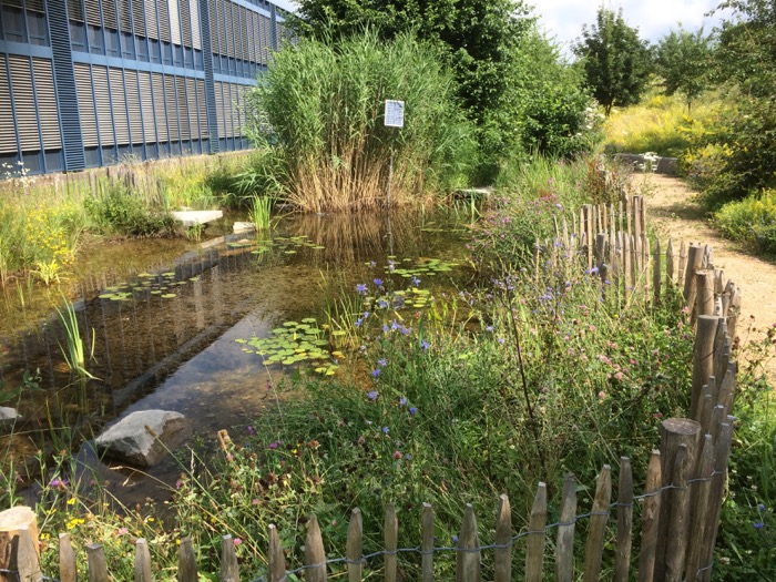 schulgarten-ag 015