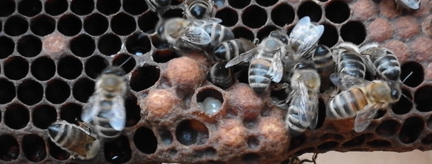Bienenwabe