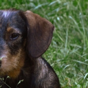 animal-3482264_1280